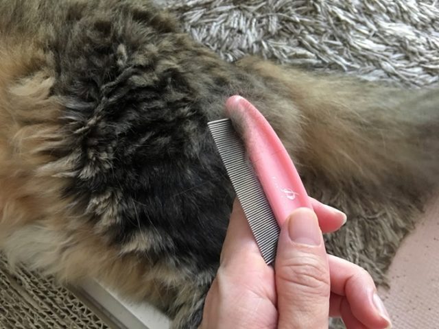 取り除いた猫のムダ毛