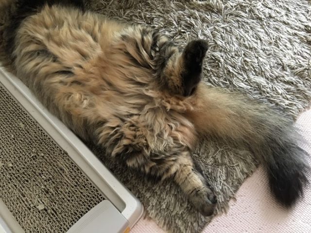仰向けになる猫