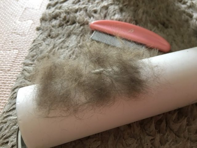 取れた猫の抜け毛