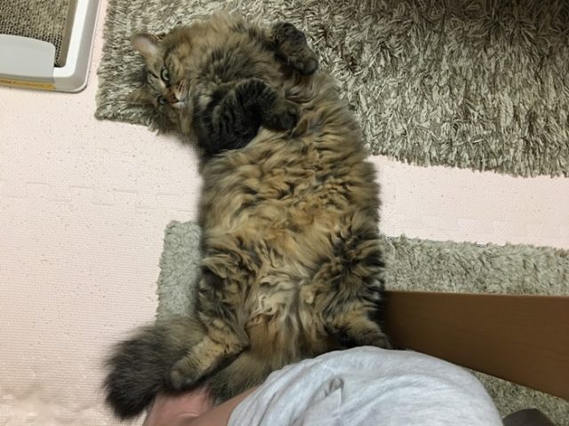 甘える猫