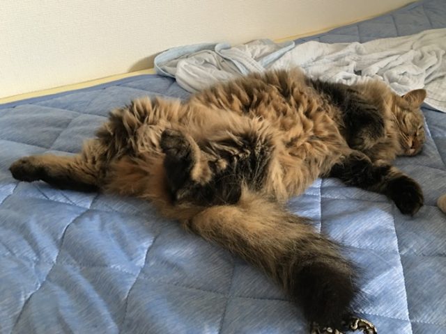 仰向けで眠る猫