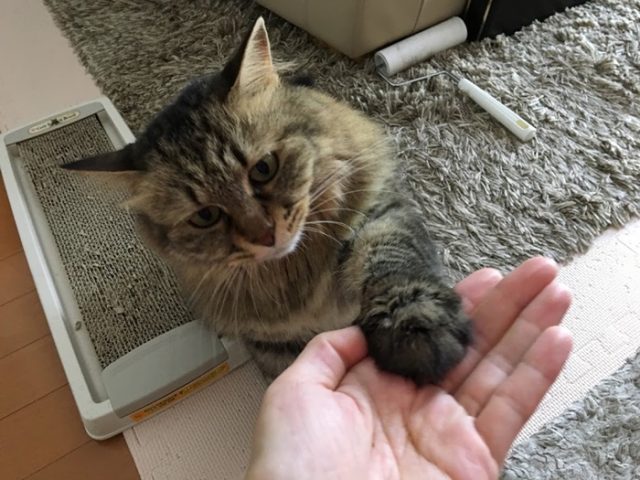 お手する猫