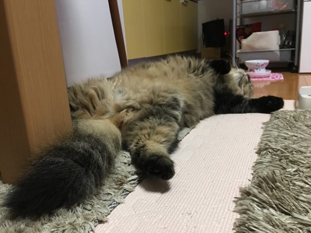 仰向けで寝る猫