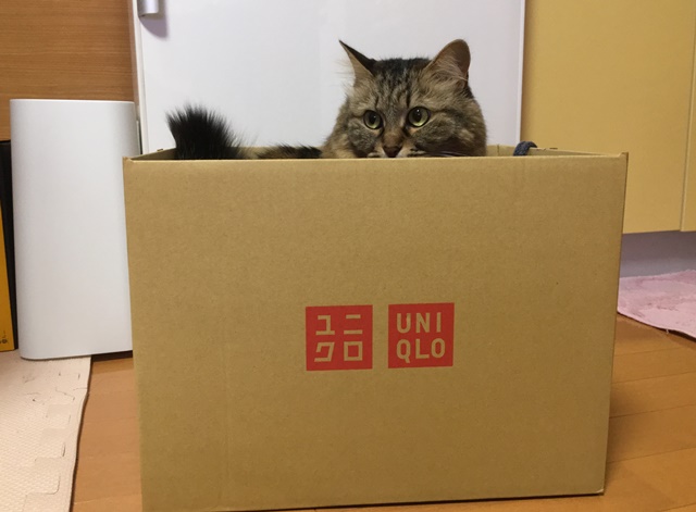 ユニクロの空き箱に入る猫