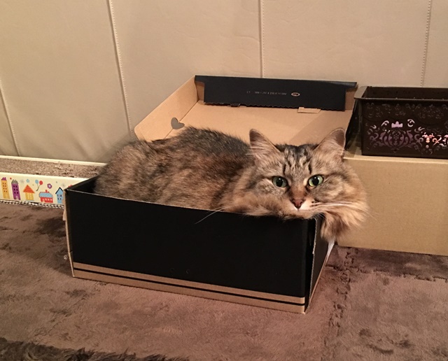 靴の空き箱に入る猫