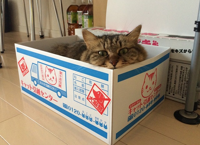 にゃんぼーるに入る猫