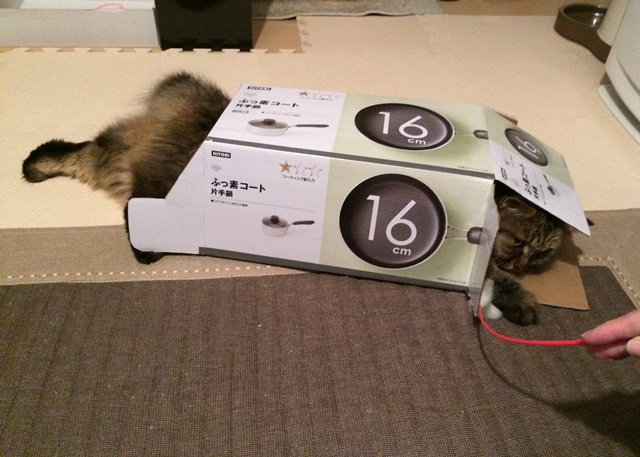 段ボール箱で遊ぶ猫