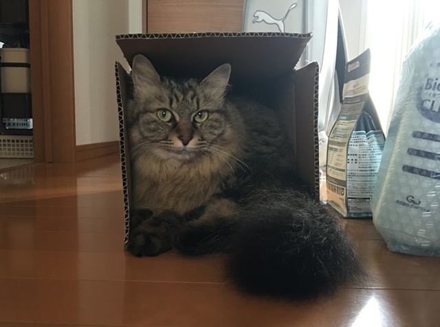 空の段ボール箱に居座る猫
