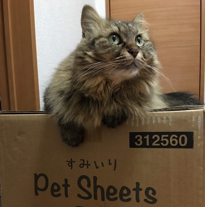 届いた荷物の上に乗る猫