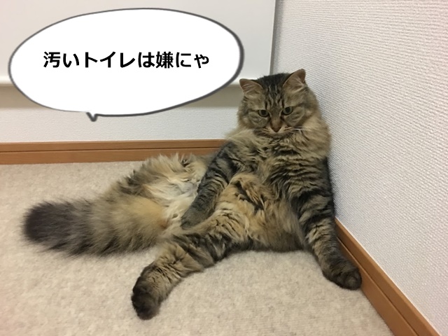 壁にもたれて座る猫