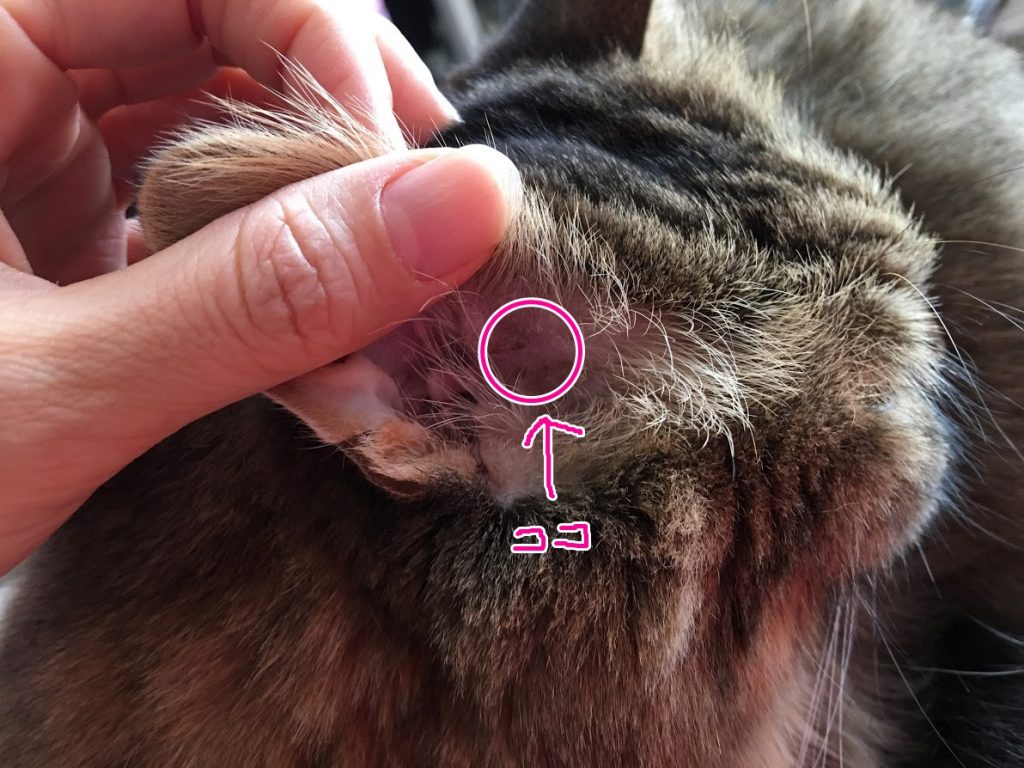 猫の耳