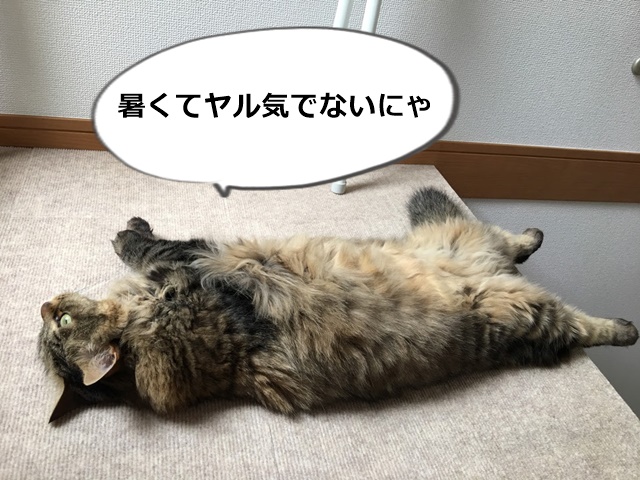 仰向けになる猫