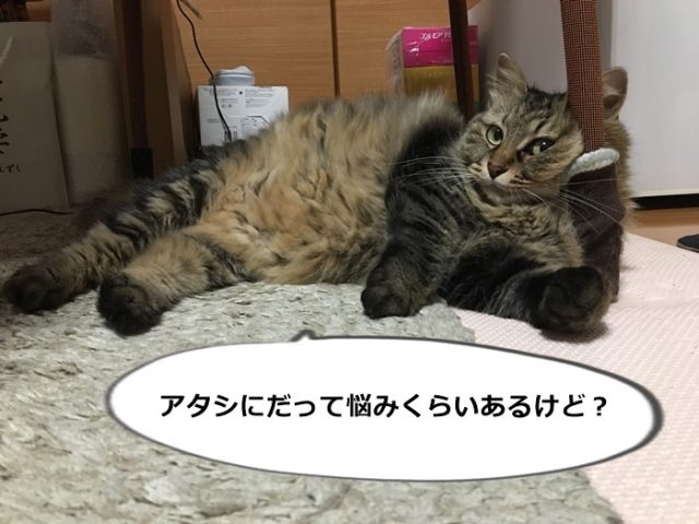 悩みがあるらしい猫