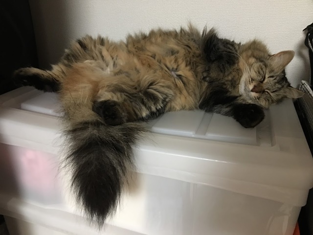股を開いて寝る猫