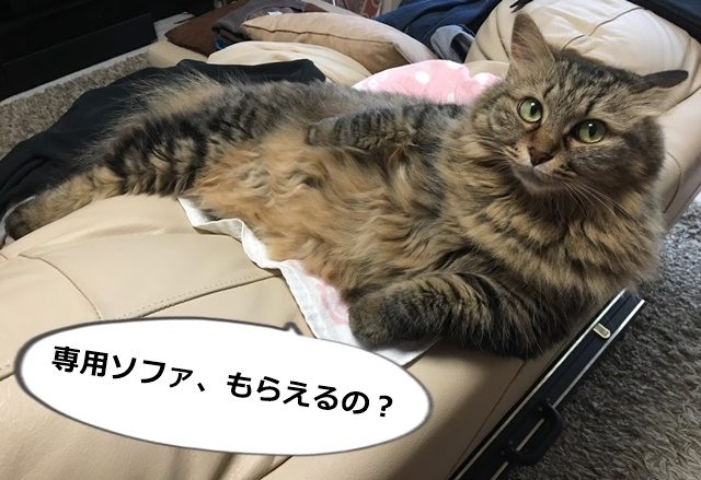ソファでくつろぐ猫