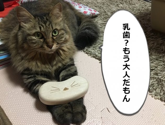 猫も乳歯と永久歯がある 生え変わった乳歯を保存できるケース ねこ365