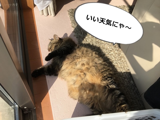 日向ぼっこする猫