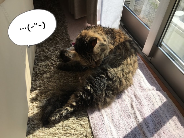 シャンプー後の猫