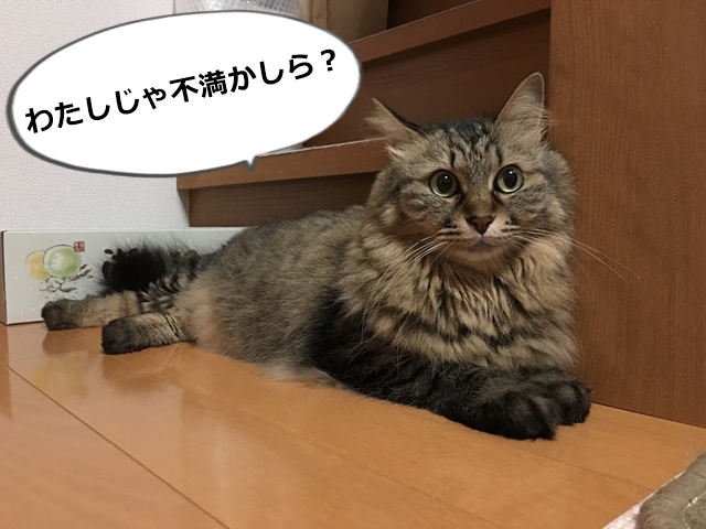 心配する猫