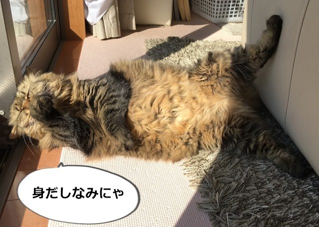 猫が足の爪を噛む 病気 いや にゃーちの場合はちょっと違う気が ねこ365