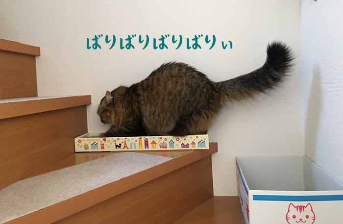 爪を研ぐ猫