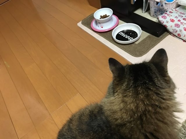 食器を遠目にみる猫