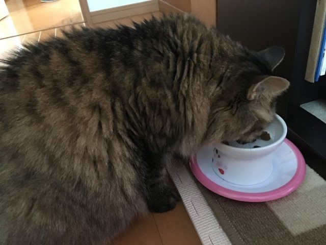 ごはんを食べる猫