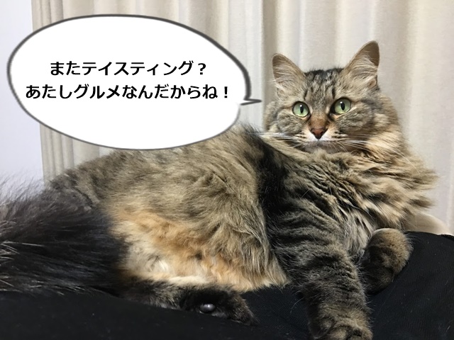 ちょっと不満がある猫