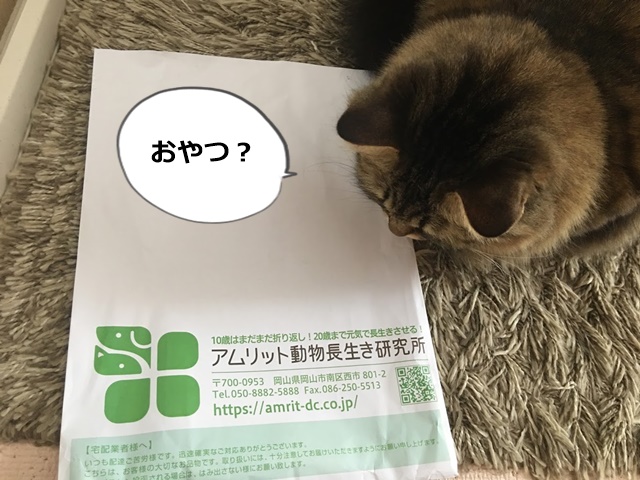 届いた封筒が気になる猫