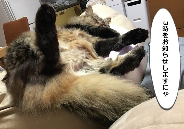 猫の脚が3時を指してる
