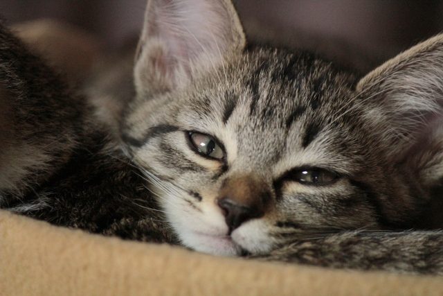 こちらを見つめる猫