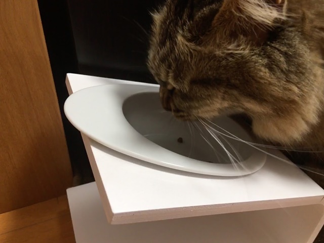 キートの食器台でごはんを食べる猫