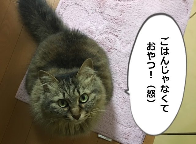 不満を訴える猫