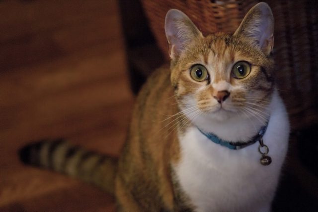 こちらを見る猫