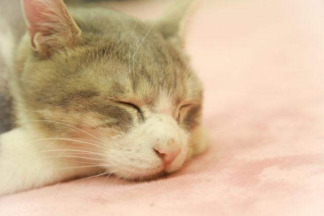 眠る猫