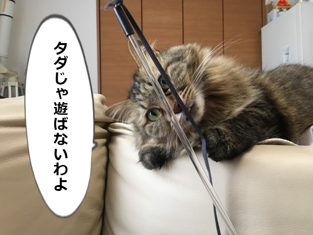 ねこじゃらしに反応する猫
