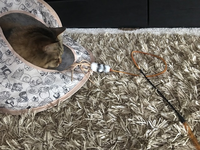 ねこじゃらしを狙う猫