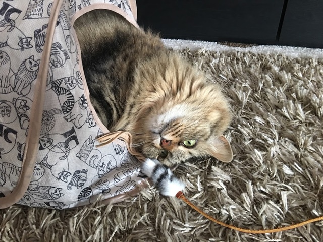 おもちゃを捕まえた猫