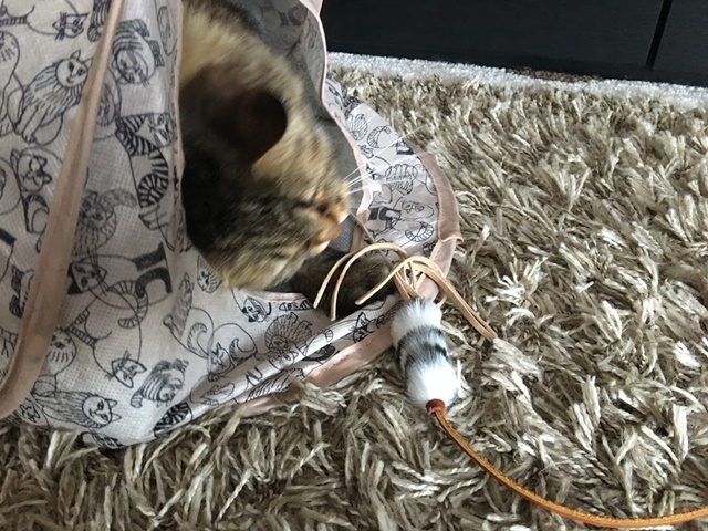 おもちゃを捕まえるネコ
