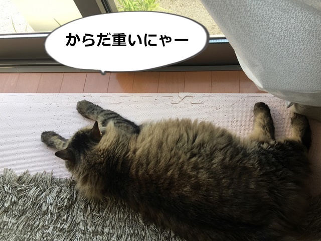 ヤル気でない猫
