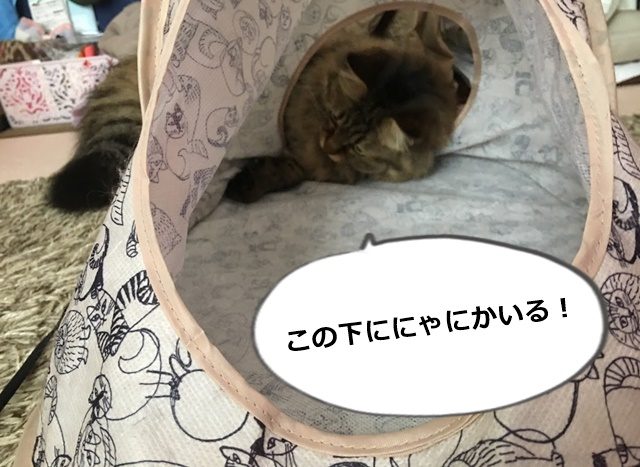 キャットテントで遊ぶ猫