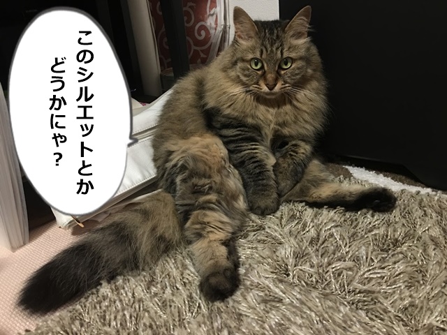 ポーズを決めるねこ