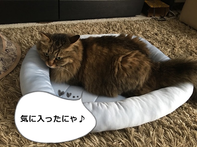 Nクールのベッドが気に入った猫