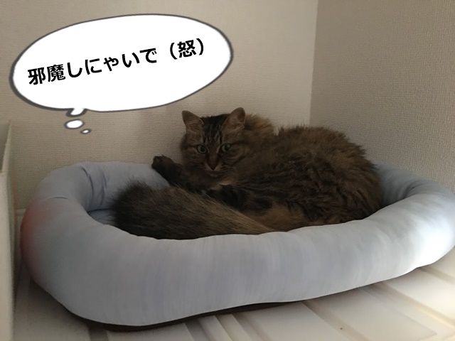 Nクールでの安眠を邪魔される猫