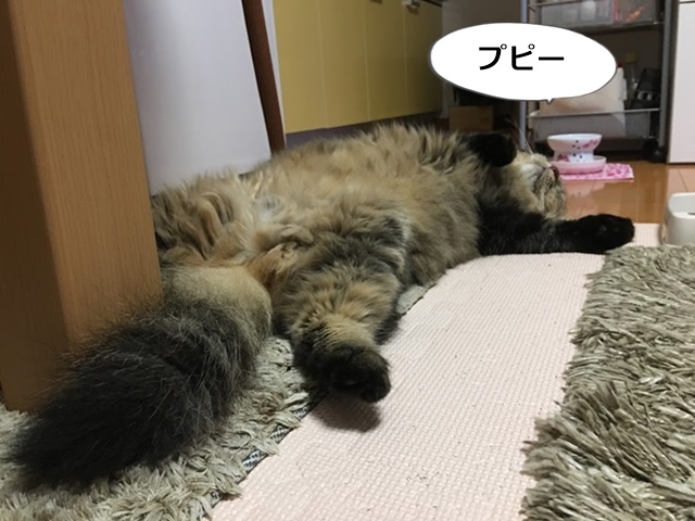 仰向けで寝る猫