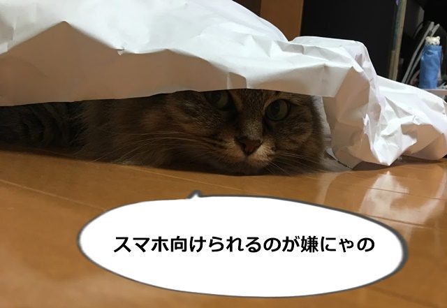 カメラを避ける猫