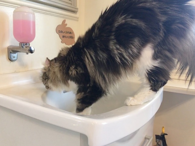 手洗いする猫