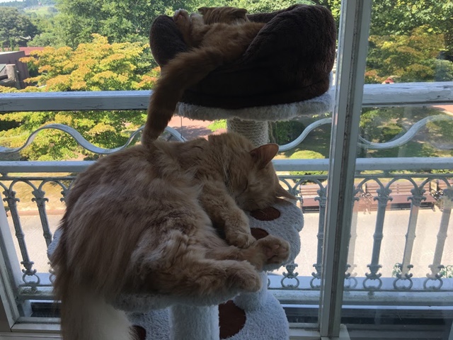 テラスのキャットタワーで昼寝する猫