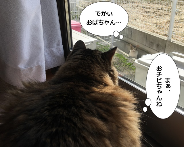 見つめ合う猫