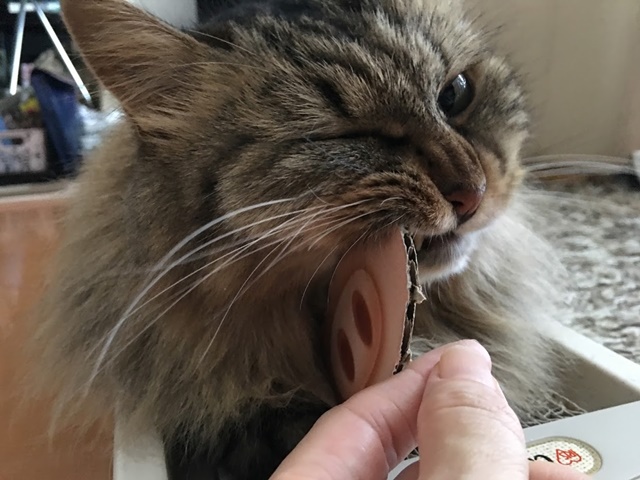 パネルを噛む猫